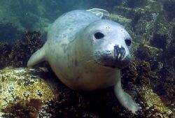 Grey seal taken in the shallows at the end of a dive in t... by Jane Morgan 